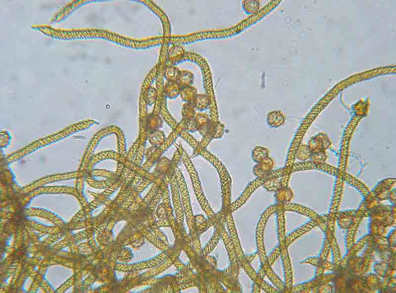 Trichia favoginea?
